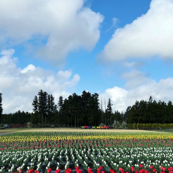 보롬왓 / 사진출처=한국관광공사