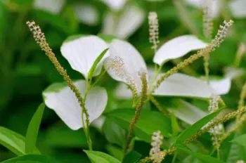삼백초 효능 및 영양성분, 주의점