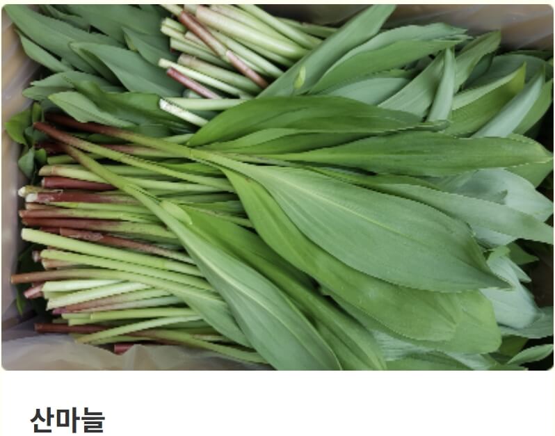 홍천 산나물축제 2026