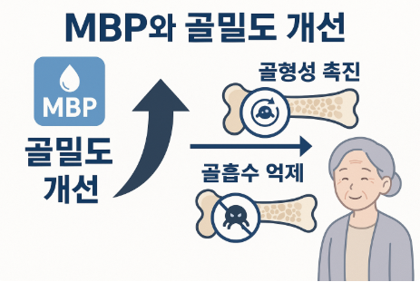 MBP는 왜 골밀도 개선에 효과적일까?(작용원리,중장년층,면역) 사진