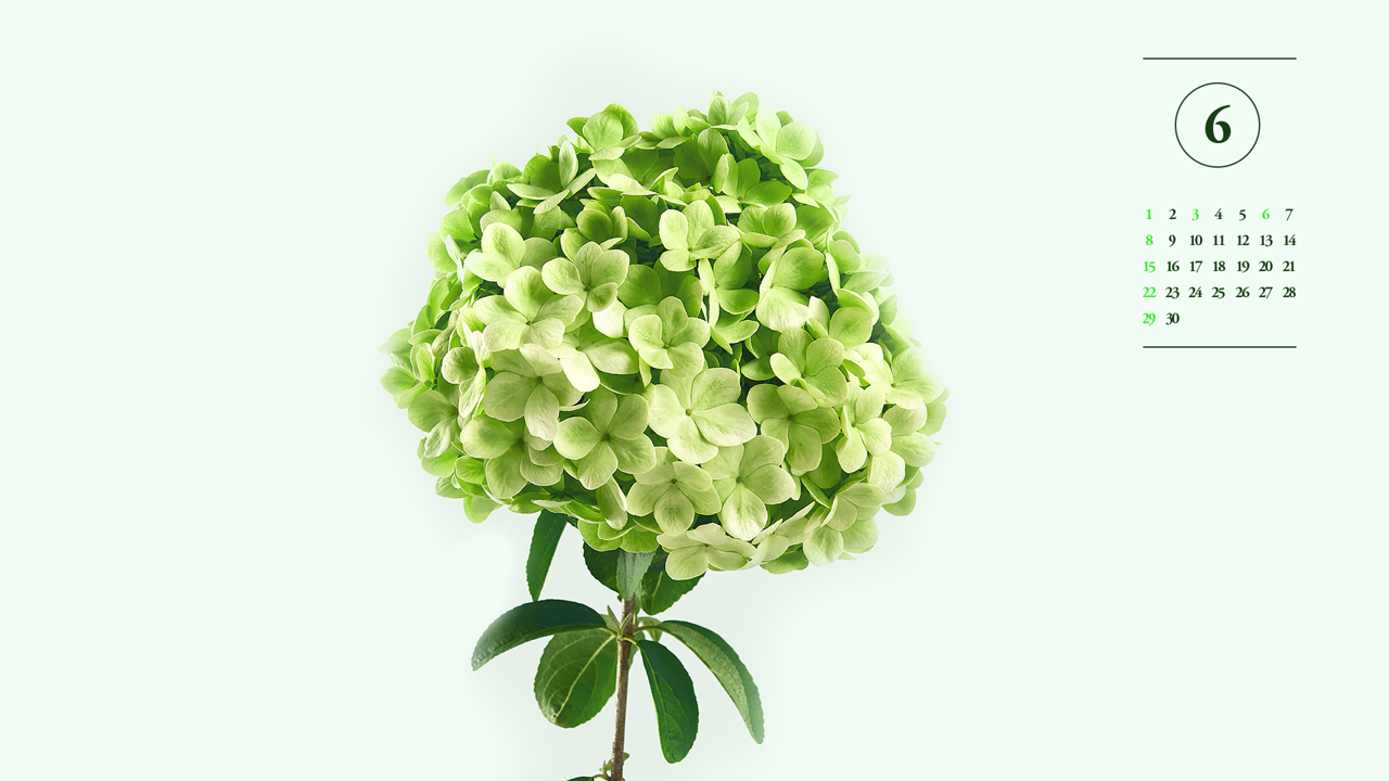 10 연두색 수국 심플 A - 2025년6월 노트북배경화면