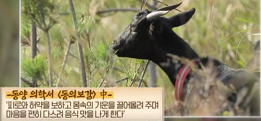 흑염소 효능