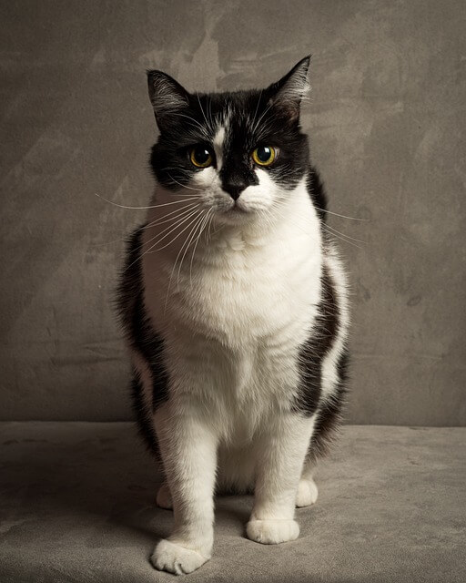 고양이 사진 잘 찍는