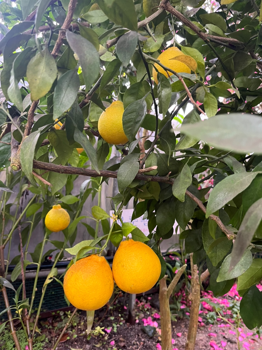 충남 보령 개화허브랜드