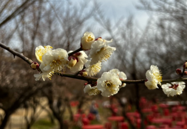 양산 원동 매화축제