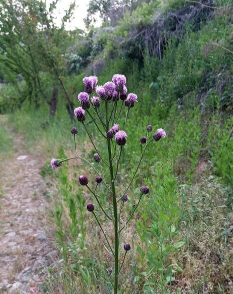 지칭개의 효능 6가지와 먹는 법&amp;#44; 꽃말&amp;#44; 부작용