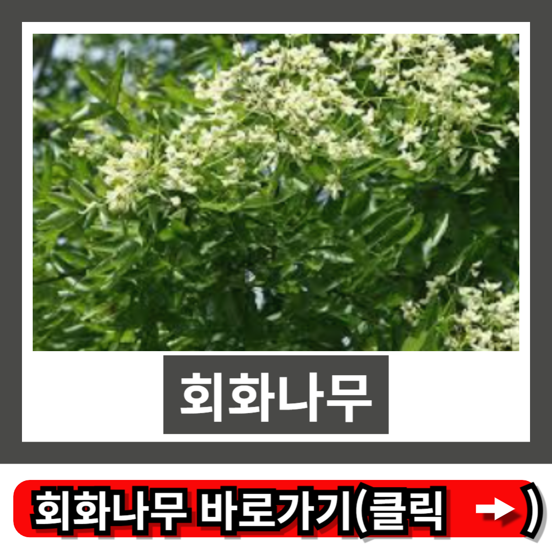 회화나무
