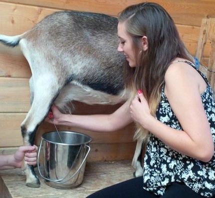 산양유 단백질이란?