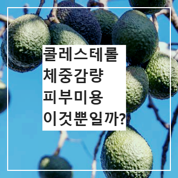 아보카도