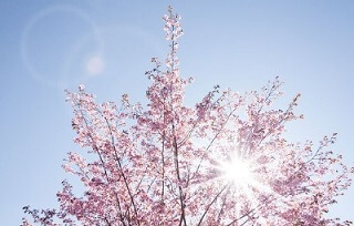 진해 군항제 벚꽃축제