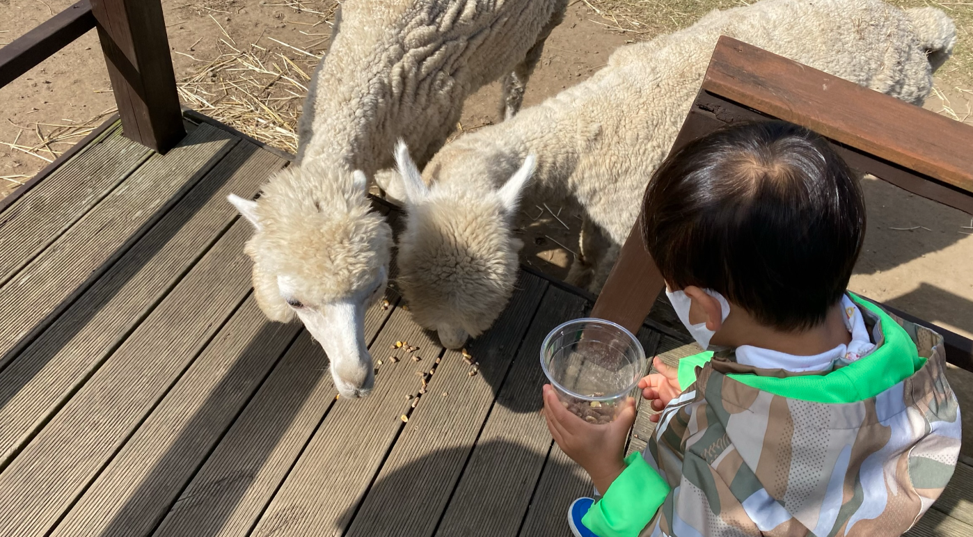 알파카 먹이체험