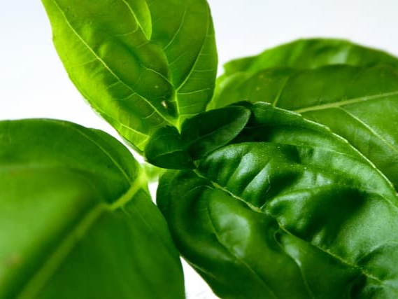 바질 효능