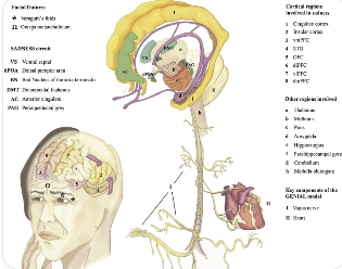 우울감과 관련된 인간의 뇌 신경을 시각화한 일러스트