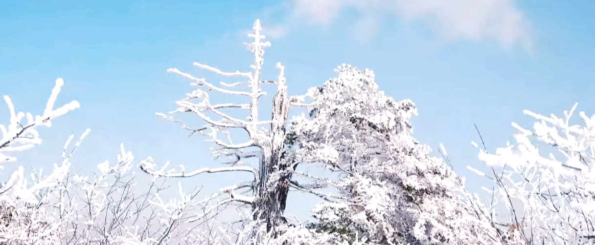 태백산 나무