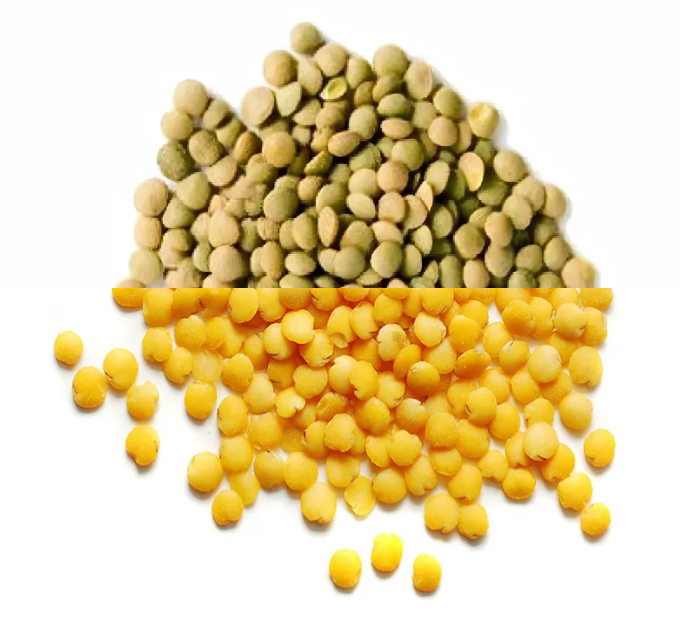 노란색렌틸콩과녹색렌틸콩