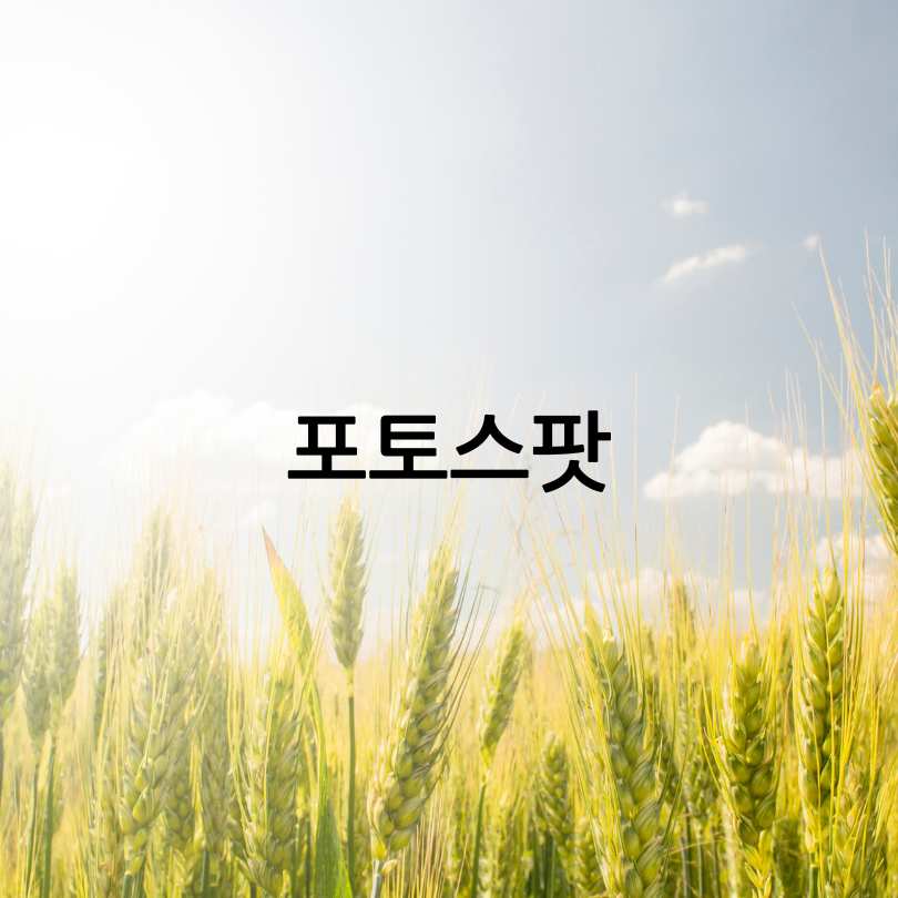 고창 청보리밭 축제 2025