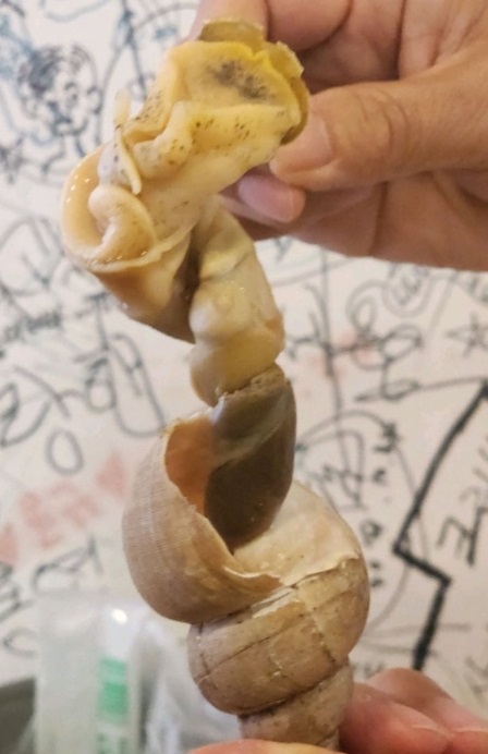 전현무계획-골뱅이탕-동표골뱅이