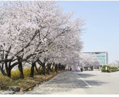 평택 벚꽃 명소