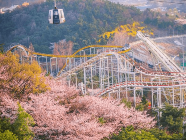 대구 이월드 벚꽃로드 벚꽃축제 오픈런 사전입장 신청 구매방법