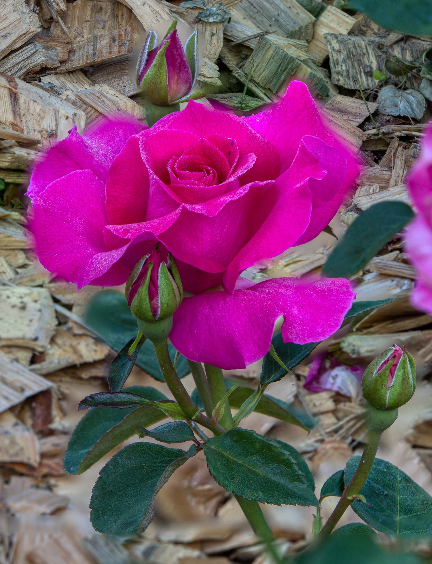 올림픽공원 장미축제 - 29