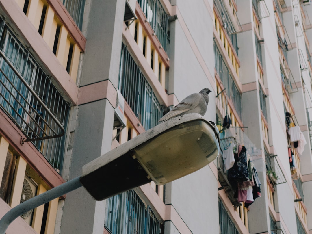 Public housing.