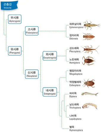 곤충과 동물의 차이점 생물 분류 기준과 이해 돕기_18