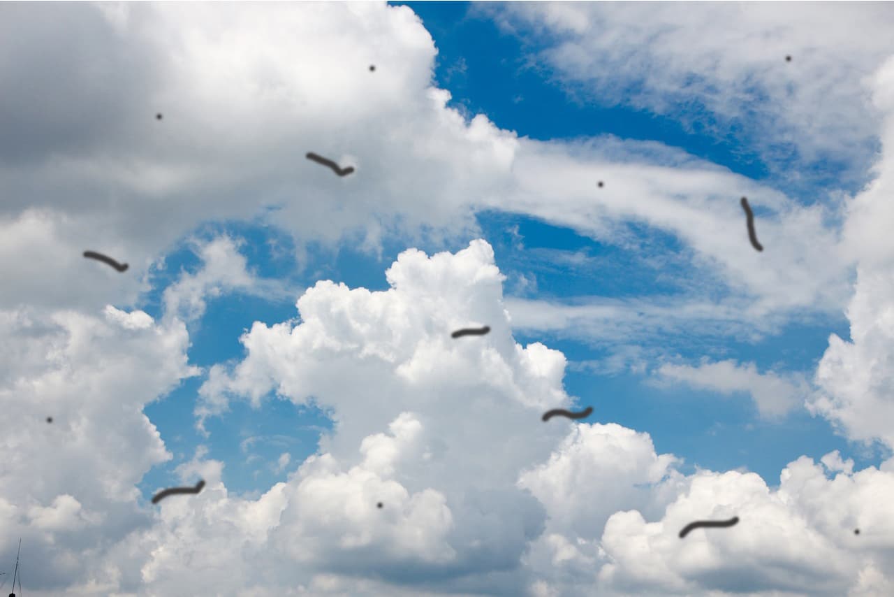 눈에 벌레 비문증이란? 증상, 원인, 진단, 치료