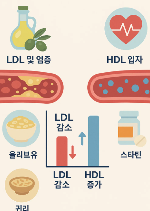 콜레스테롤 관리, 심장을 지키는 과학적 전략