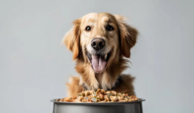 강아지 사료 사진/출처:어도비스톡