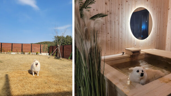 강아지와 함께 숙소에서 머무는 모습