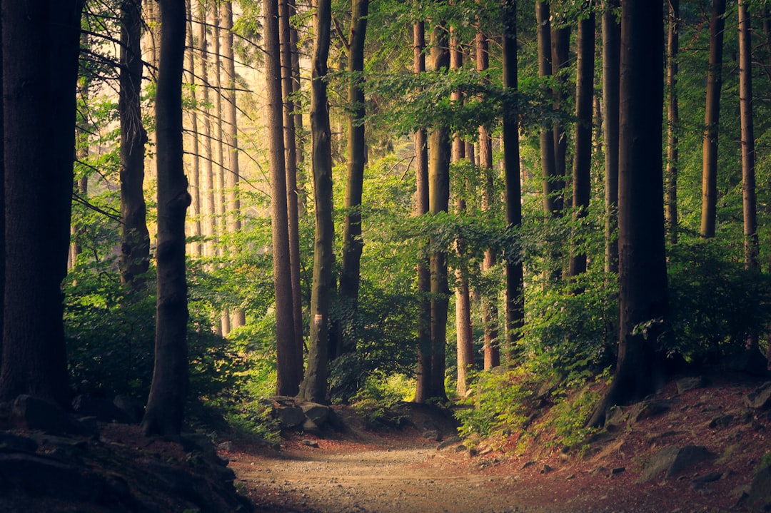 'Forest'