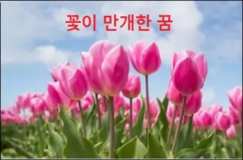 꽃이 만개한 꿈