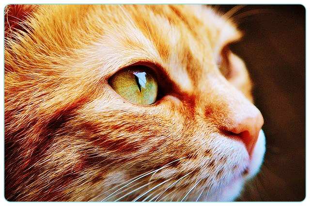 고양이꿈-꿈해몽-꿈풀이