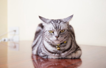 불쾌한 표정으로 움직이지 않는 고양이.