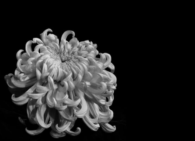 죽음을 상징하는 백합