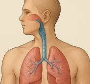 기관지에 좋은 음식