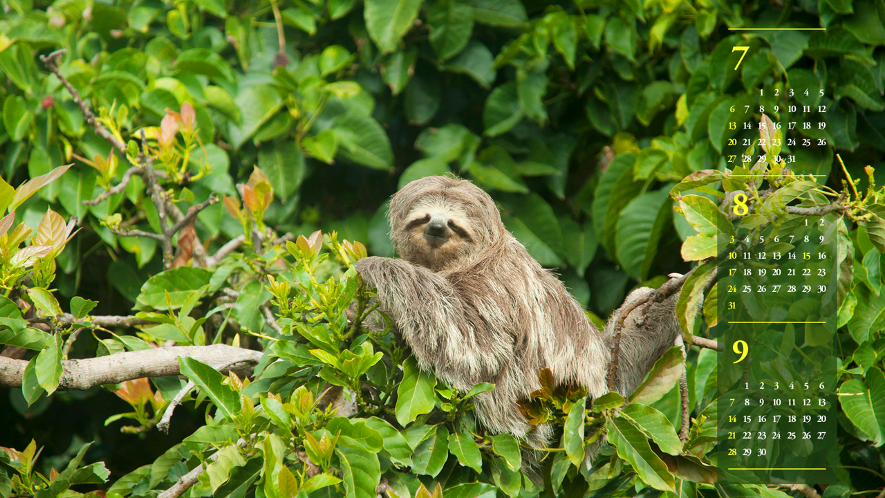 12 나무늘보 정면 B - 2025년8월 노트북배경화면