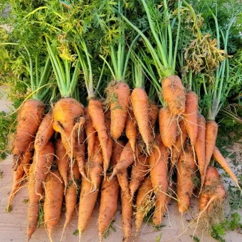 당근 재배 씨 뿌리기 토심 확보 잡초 관리_3