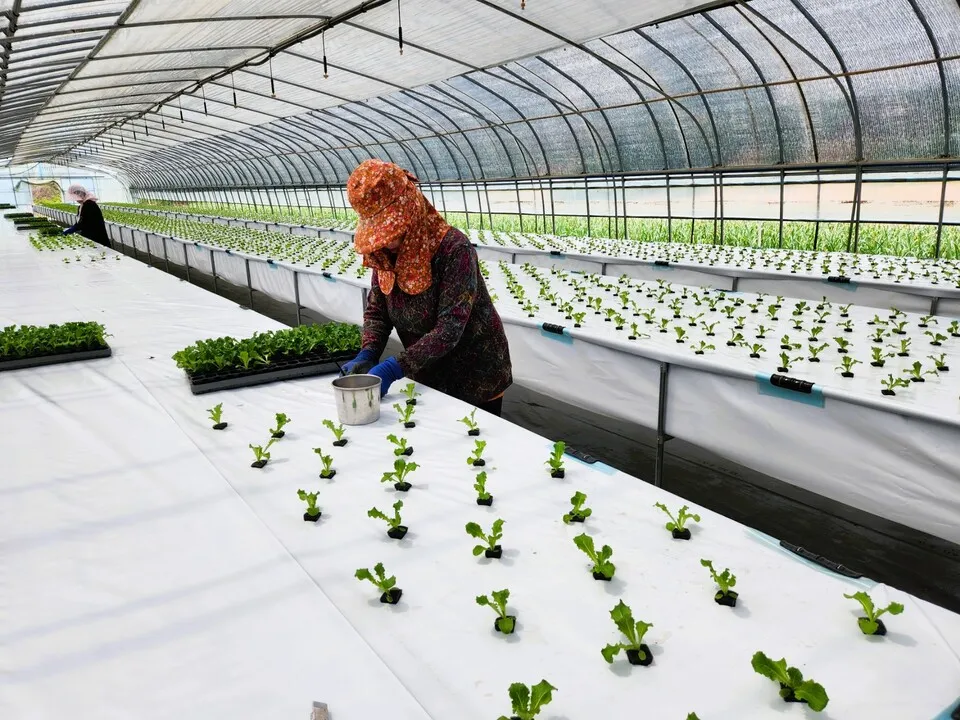 상추 재배 모종활착 일조량 관리 잎따기 방법_9