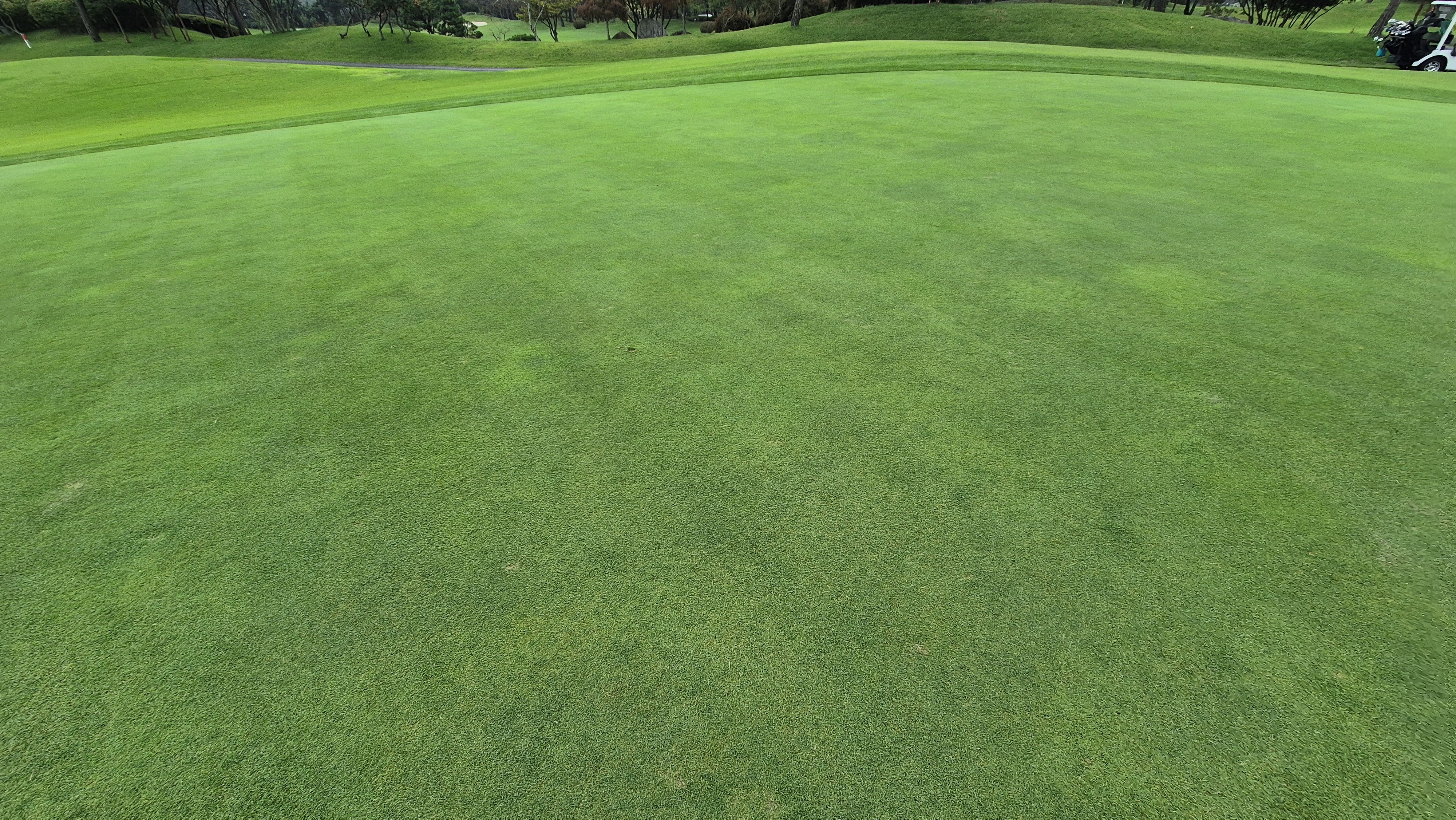 파인스톤cc 그린 관리 상태