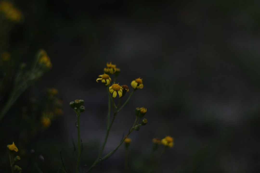 'Nature'