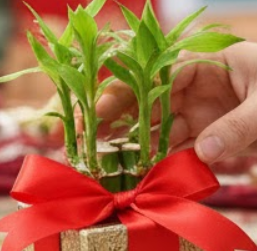 행운목 키우는 방법