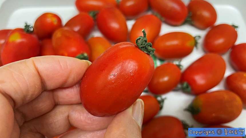 방울토마토-상한것-골라내기