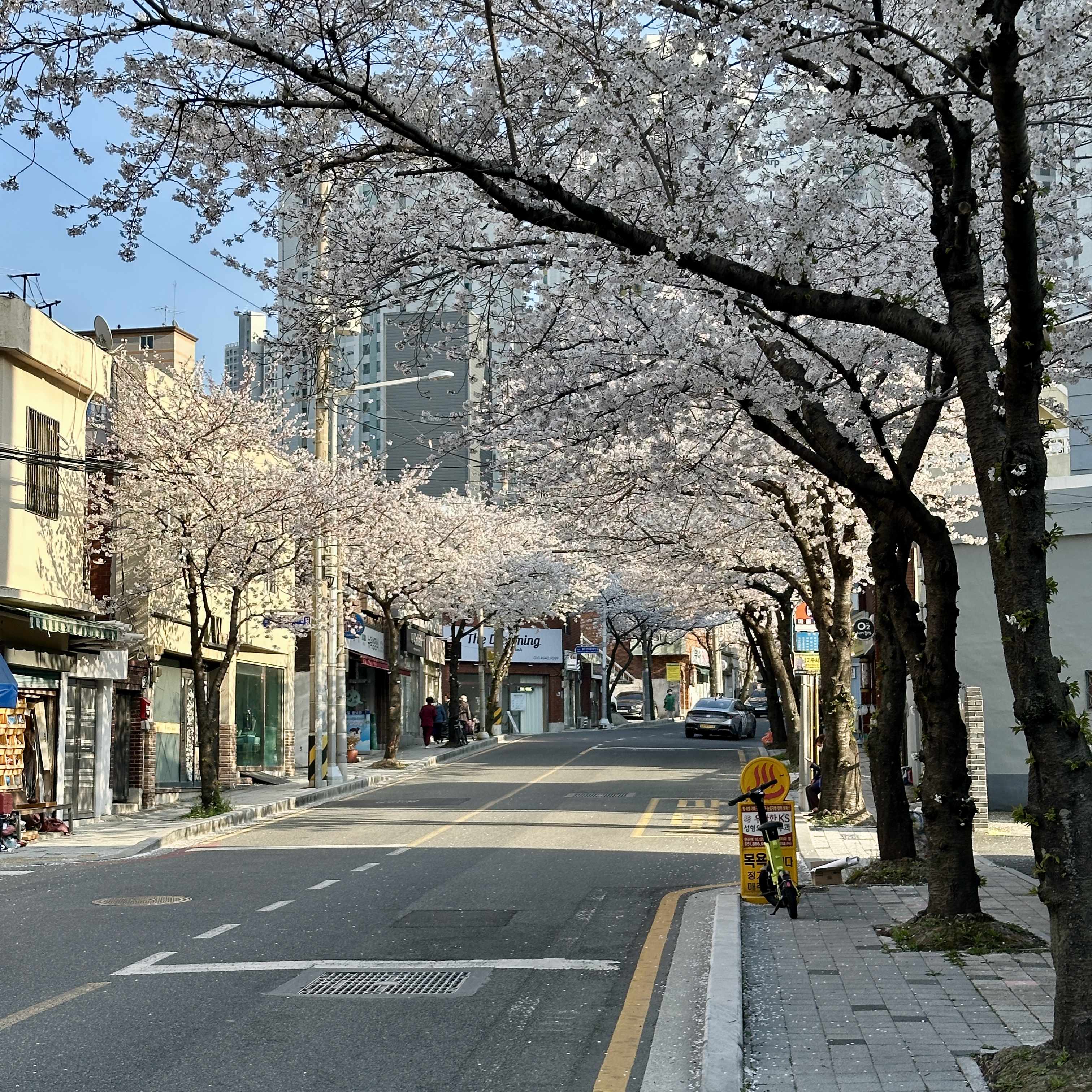 부산벚꽃명소_중앙천로_벚꽃길