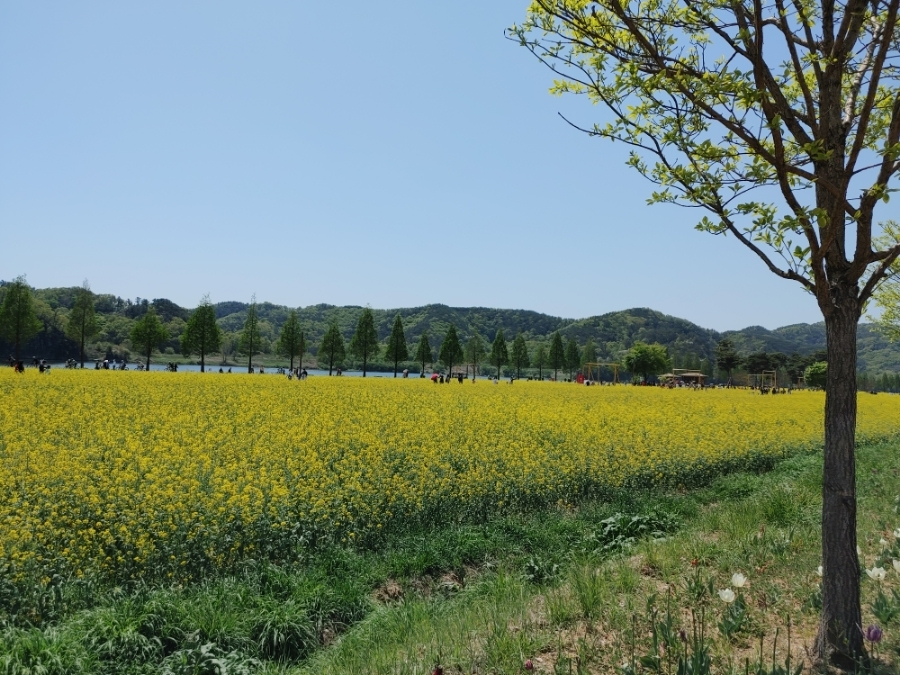 남지 유채공원3