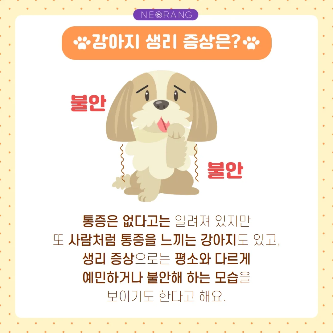 강아지 생리 기간 주의 사항_8