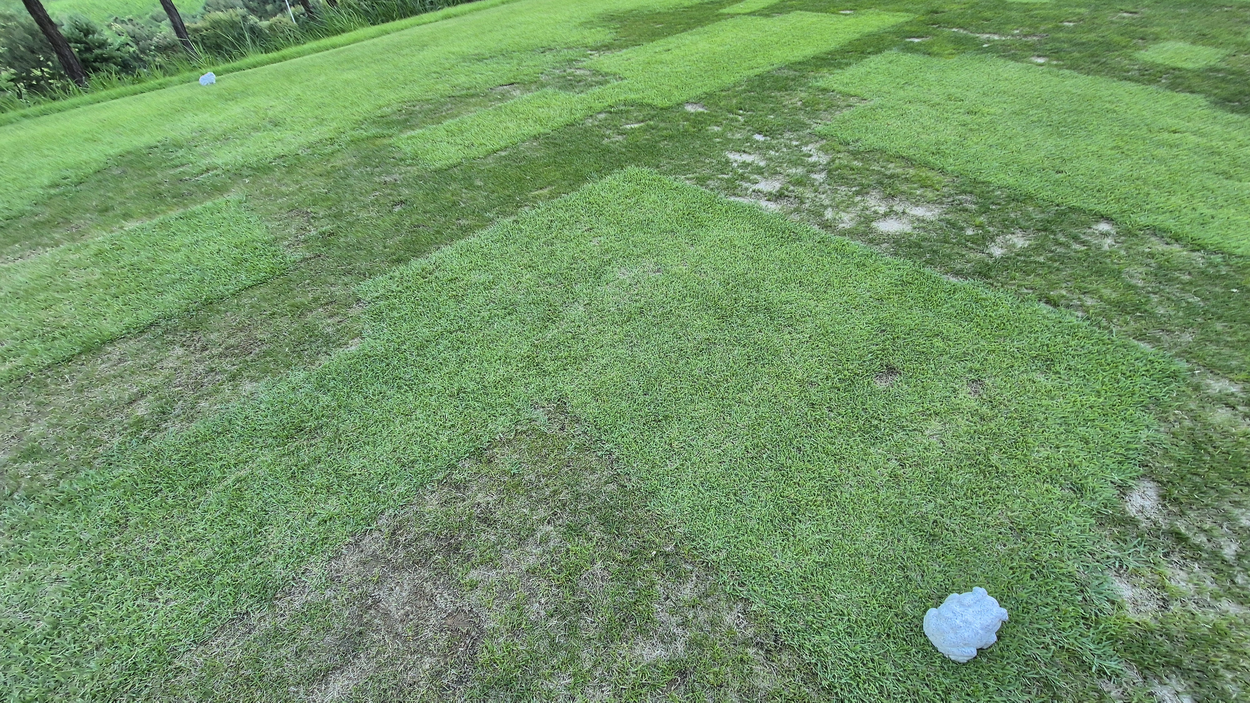 대영힐스cc 청-력 코스 라운드 후기