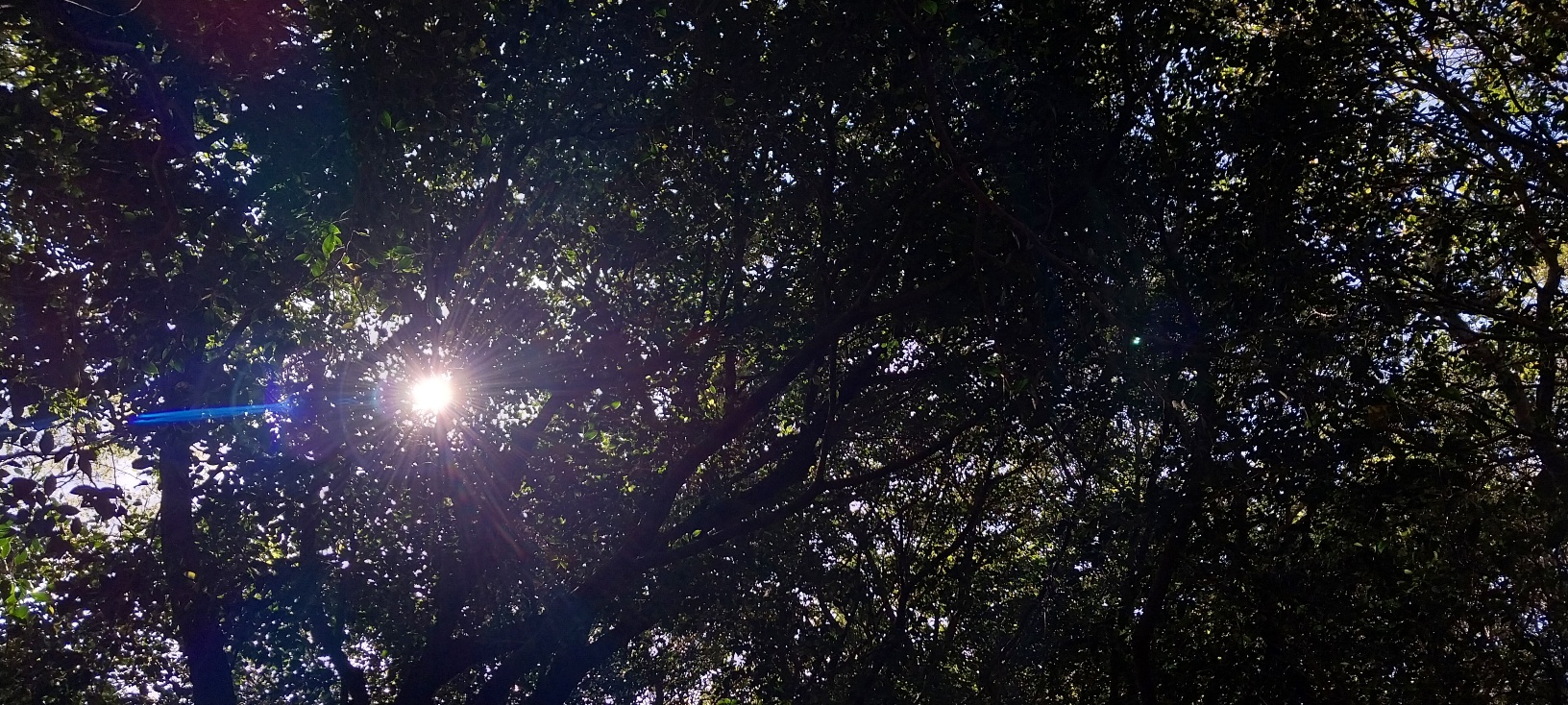 제주 치유의 숲