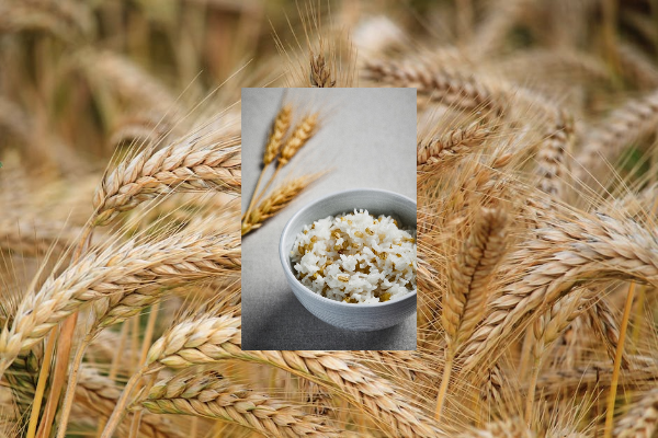 잘 익은 보리 사진과 보리밥 사진