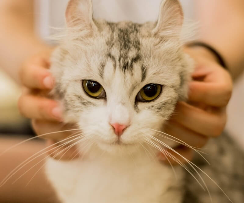 예쁜 고양이 사진